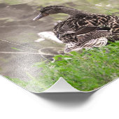 Stockente Fotodruck (Ecke)