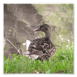 Stockente Fotodruck