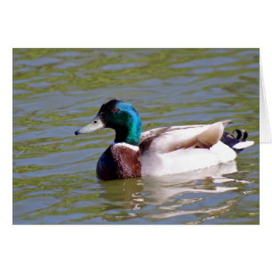 Stockente im Park