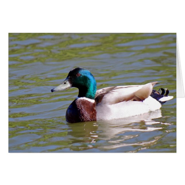 Stockente im Park (Vorderseite (Horizontal))