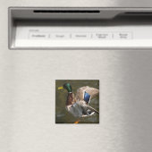Stockente kurz vor dem Magneten Magnet (In Situ (Geschirrspüler))