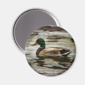 Stockente Magnet (Vorderseite/Rückseite)