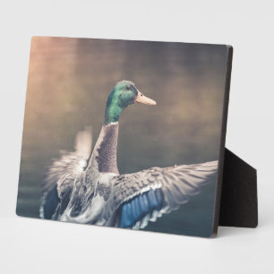 Stockente Naturfoto Poster Fotoplatte