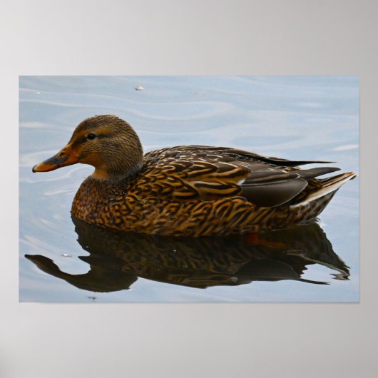 Stockente-Plakat Poster (Vorne)