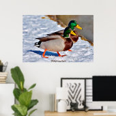 Stockente Poster (Heimbüro)
