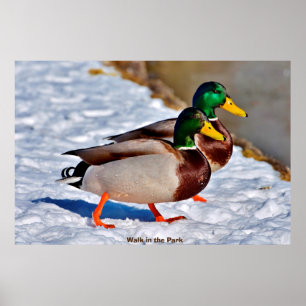 Stockente Poster