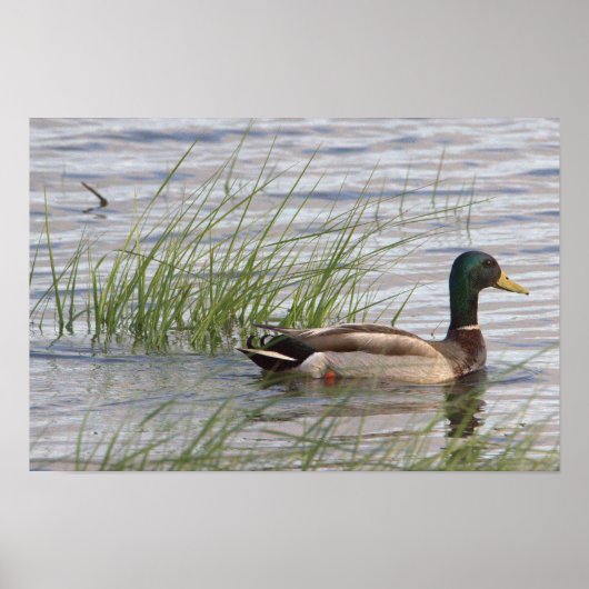 Stockente Poster (Vorne)