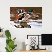 Stockente Poster (Heimbüro)