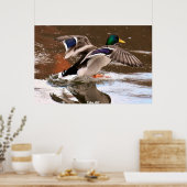 Stockente Poster (Küche)