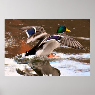 Stockente Poster