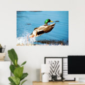 Stockente Poster (Heimbüro)