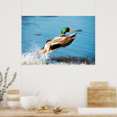 Stockente Poster (Küche)