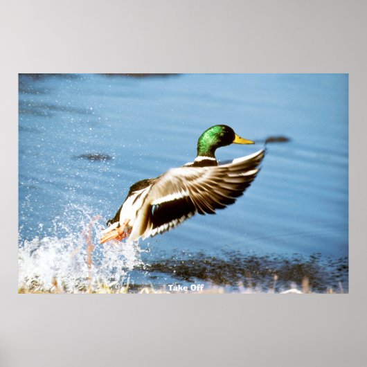 Stockente Poster (Vorne)