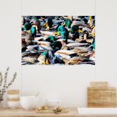 Stockente Poster (Küche)