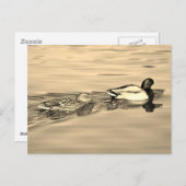 Stockente Postkarte (Vorne/Hinten)