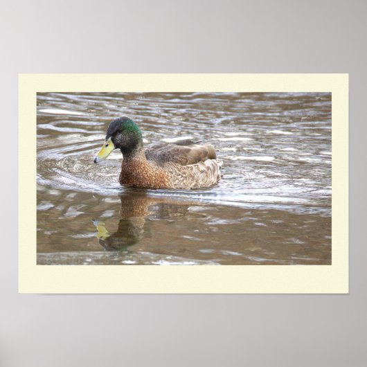 Stockente Spiegelung Foto Poster (Vorne)