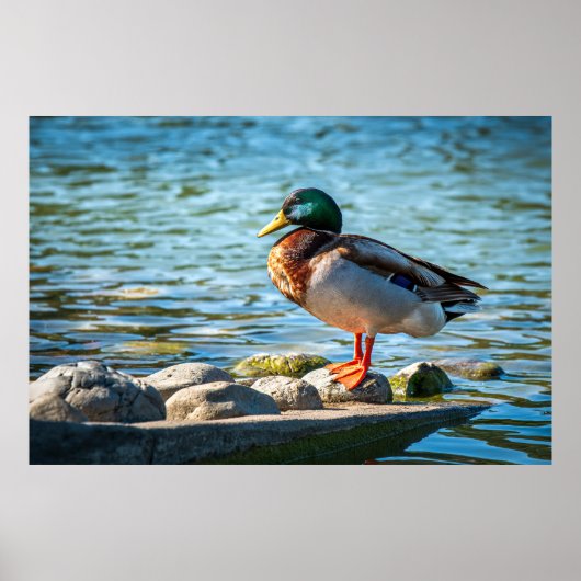 Stockente steht auf Uferfelsen am See Poster (Vorne)
