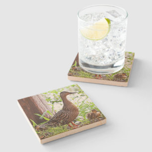 Stockente und Entlein durch Shirley Taylor Steinuntersetzer