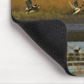 Stockenten, die vom Wasser steigen Mousepad (Ecke)