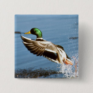 Stockenten-Drake-Ente Button