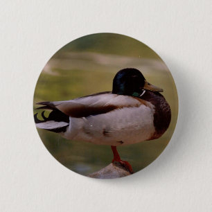 Stockenten-Ente Button