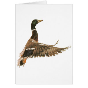 Stockenten-Ente im Flug