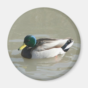 "Stockenten-Ente " Magnet