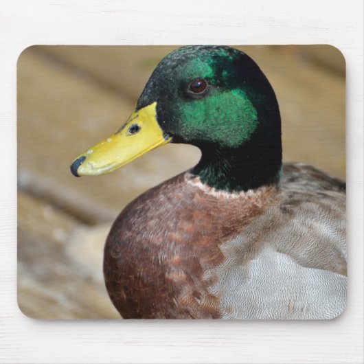 Stockenten-Ente Mousepad (Vorne)