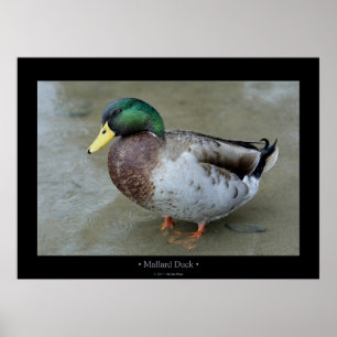 Stockenten-Ente Poster