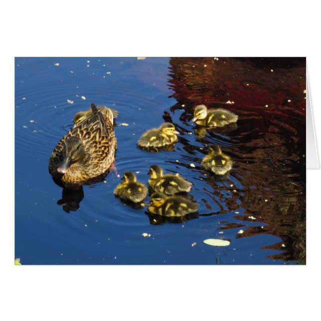 Stockenten-Ente und Entlein (Vorderseite (Horizontal))