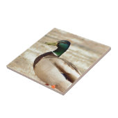 Stockenten-Enten-Foto Fliese (Seite)