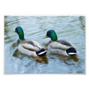 Stockenten-Enten Fotodruck