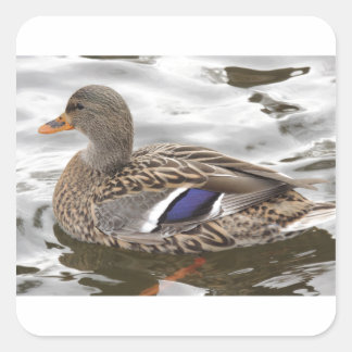 Stockenten-Enten-Frau Quadratischer Aufkleber