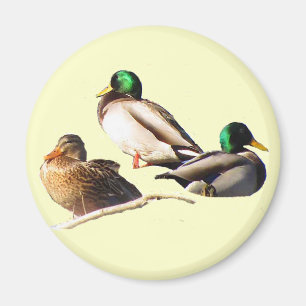 Stockenten-Enten Magnet