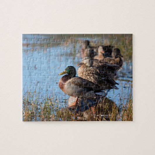 Stockenten-Enten Puzzle (Horizontal)