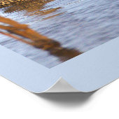 Stockenten Foto Poster (Ecke)