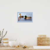 Stockenten Foto Poster (Küche)