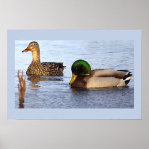 Stockenten Foto Poster