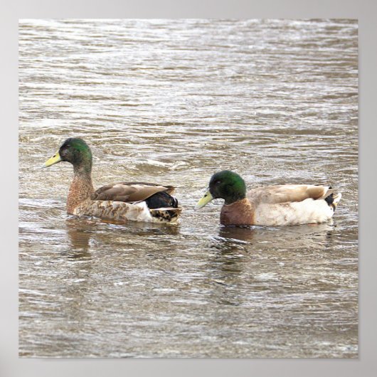 Stockenten Foto Poster (Vorne)