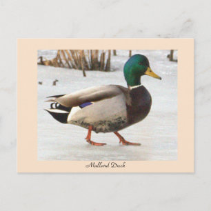 Stockenten-Foto-Postkarte Postkarte