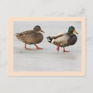 Stockenten-Foto-Postkarte Postkarte