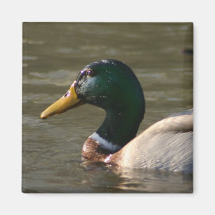 Stockenten-Gesicht Magnet