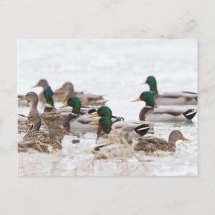 Stockenten im Feuchtgebiet im Winter Postkarte