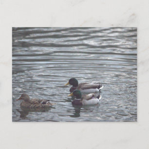 Stockenten-im-Teich-Postkarte Postkarte