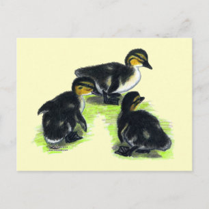 Stockenten-Küken Postkarte