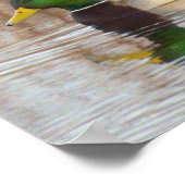 Stockenten Poster (Ecke)