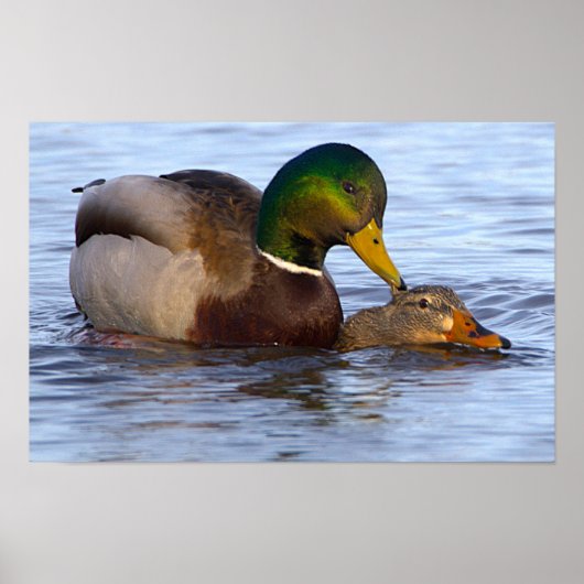 Stockenten Poster (Vorne)