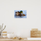 Stockenten Poster (Küche)