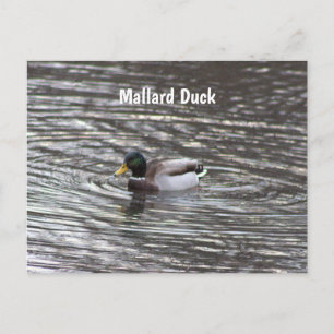 Stockenten-Postkarte Postkarte