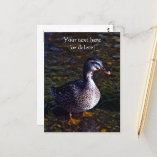 Stockenten-Postkarte Postkarte